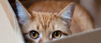 рыжая кошка