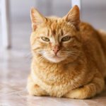Рыжий кот в доме