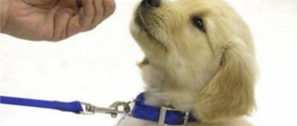 с чего начать дрессировку щенка