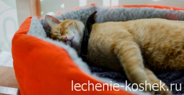 сахарный диабет у кошек