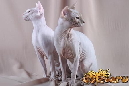 Самец и самка канадского сфинкса