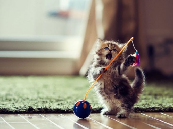 Самодельные игрушки для котят: бюджетные варианты для счастья малышей