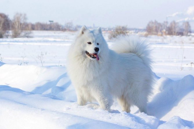 Самоедская лайка