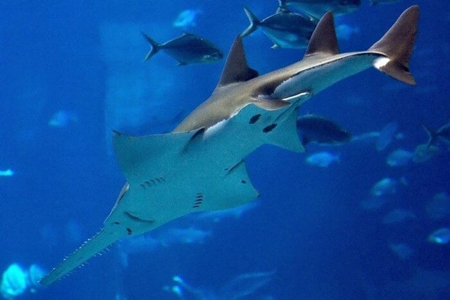 Самые большие рыбы в мире, какая наиболее крупная рыба на Земле