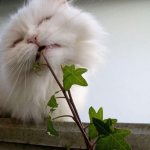 Самые опасные растения для Ваших домашних животных