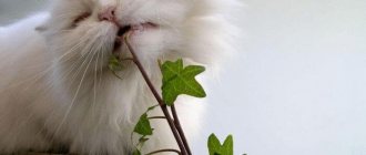 Самые опасные растения для Ваших домашних животных