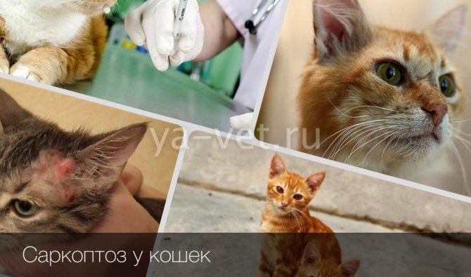 Саркоптоз у кошек: лечение, симптомы, препараты. Саркоптоз у кошек: признаки, симптомы и методы лечения Что такое саркоптоз у кошек
