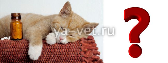 саркоптоз у кошек