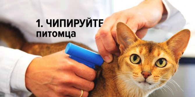 Сбежала кошка шаги для поиска потерявшегося питомца