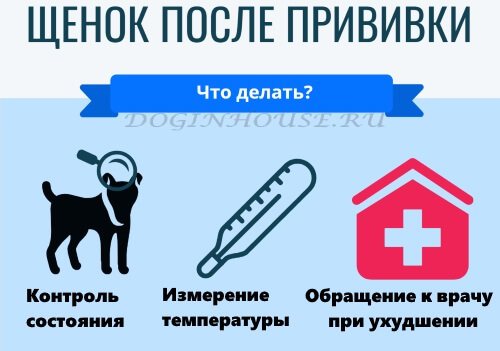 Щенок после прививки