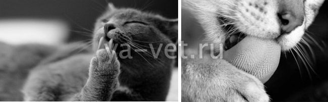 шерсть в желудке у кошки симптомы