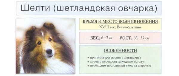 Шетландская овчарка