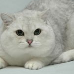 Шиншилла