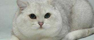 Шиншилла