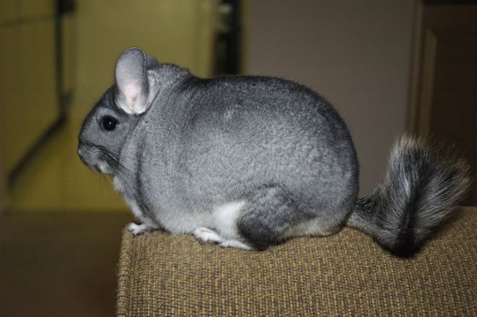 Шиншилла