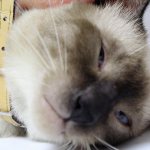 шишка на шее у кота