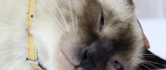 шишка на шее у кота
