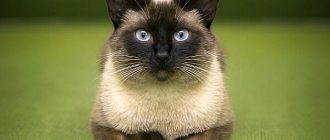 Сиамская кошка
