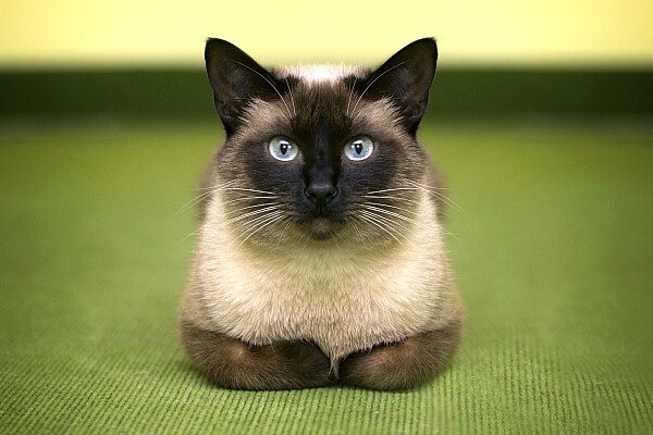 Сиамская кошка