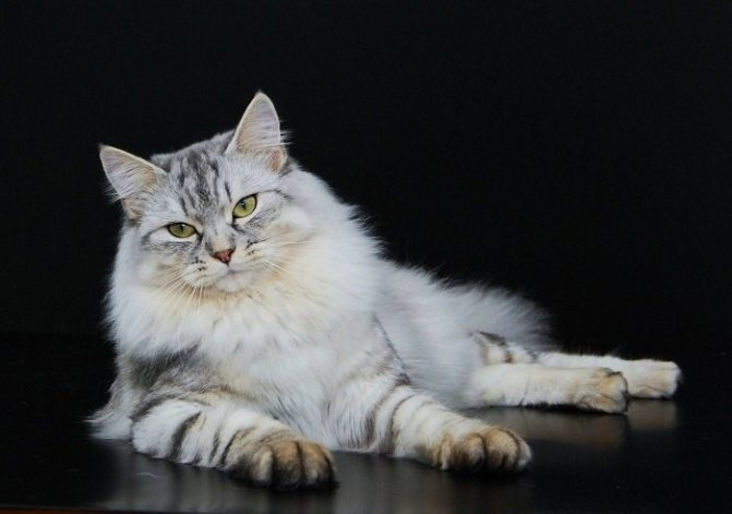Сибирская кошка