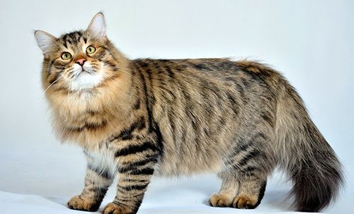 Сибирская кошка