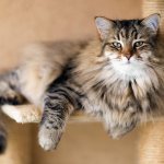 сибирская кошка