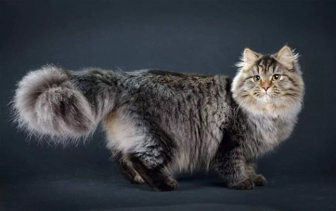Сибирская кошка