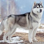 Сибирский-хаски-собака-Описание-особенности-уход-и-цена-сибирской-хаски-1