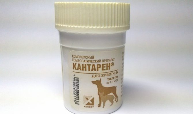 Симптоматика Кантарена для собак