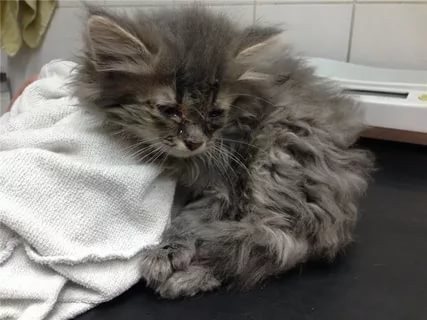 Симптомы герпеса у кошек и котов
