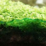 Сине-зеленые водоросли в аквариуме: как бороться? Устранение причины появления, советы и рекомендации