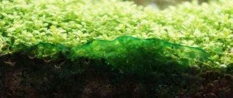 Сине-зеленые водоросли в аквариуме: как бороться? Устранение причины появления, советы и рекомендации