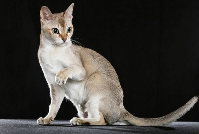 Сингапурская кошка