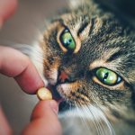Синулокс для кошек и собак инструкция по применению