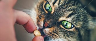 Синулокс для кошек и собак инструкция по применению
