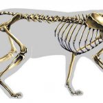 скелет кошки