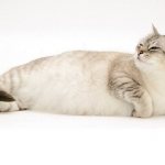 Сколько длится беременность у кошек
