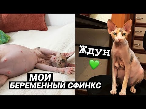 Сколько длится беременность у кошек сфинксов