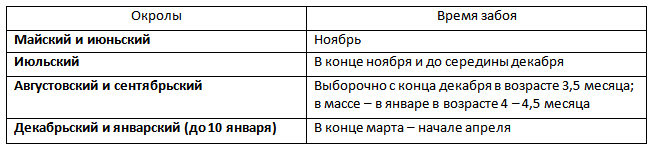 Сколько растет кролик до забоя