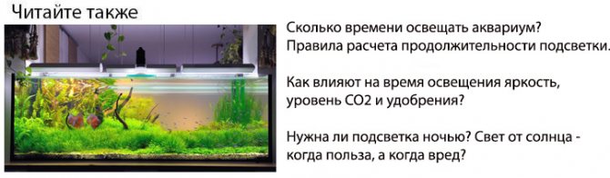 сколько времени нужно освещать аквариум нормативы