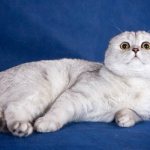 Скоттиш-Фолд