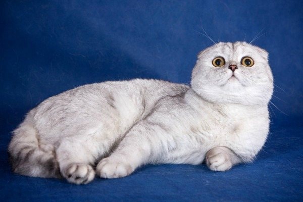 Скоттиш-Фолд