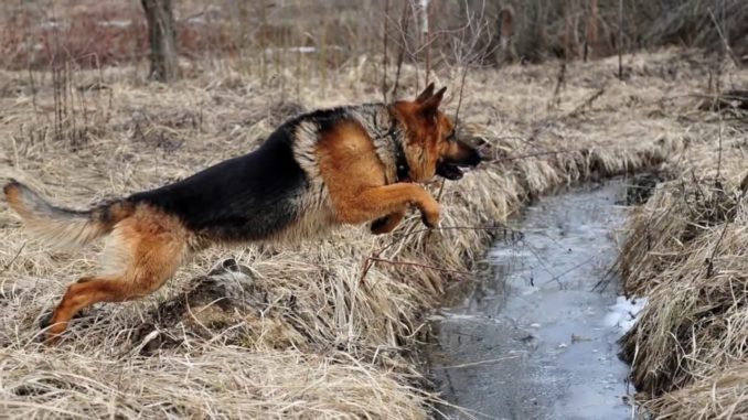 Служебные собаки
