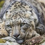 Снежный-барс-Среда-обитания-и-образ-жизни-снежного-барса-8