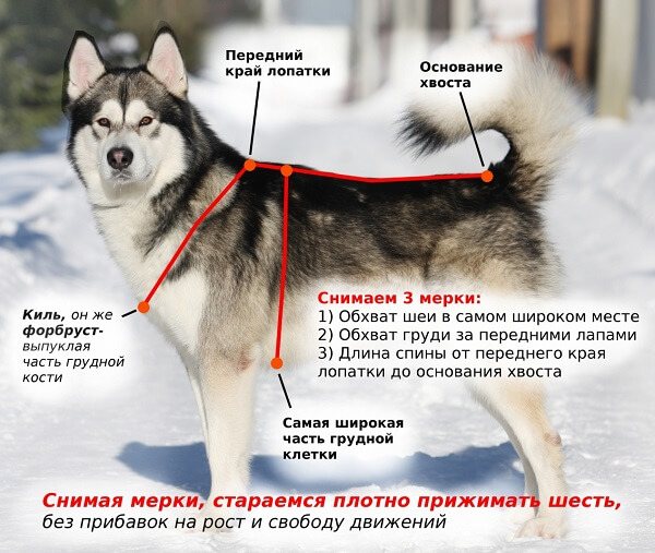 Снимаем мерки