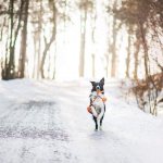 Собака бегает с игрушкой