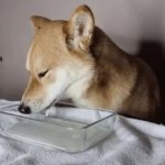 собака пьет молоко