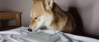 собака пьет молоко
