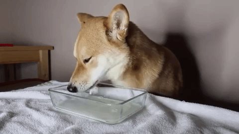 собака пьет молоко