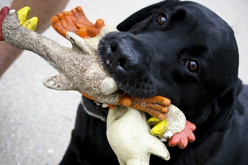 собака с игрушкой